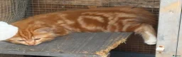 Mixed Breed cats for sale: Ragdoll x gorgeous  - Advert 7