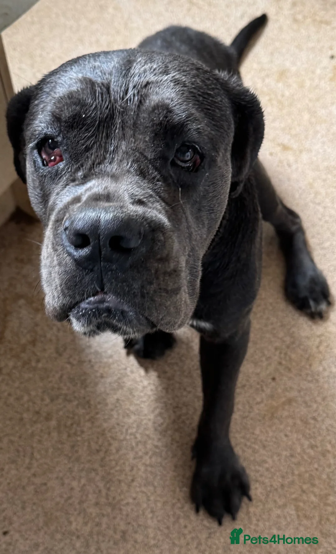 Cane Corso dogs for sale: Famale Cane Corso Named Boo - Advert 2