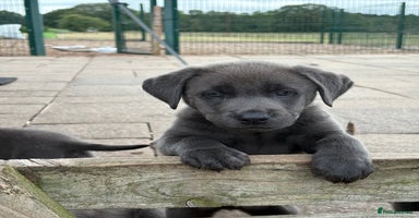 Labrador Retriever dogs - Advert 10