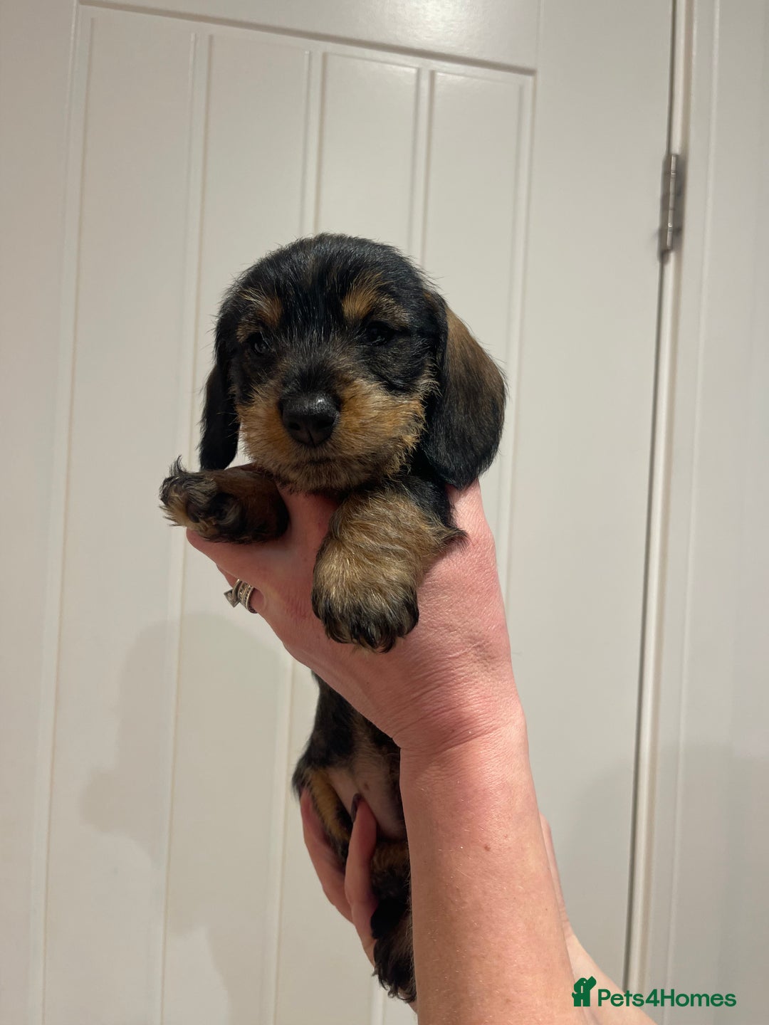Dachshund dogs for sale:  Miniature Wirehaired Dachshund  puppies  - Advert 18