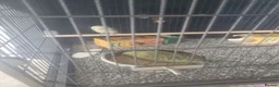 Budgerigars birds for sale: X2 baby Budgies £30 each - Advert 4