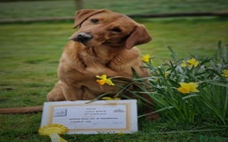 Labrador Retriever dogs for sale: Extensively Health tested Red fox Labradors 🧡 - Image 9