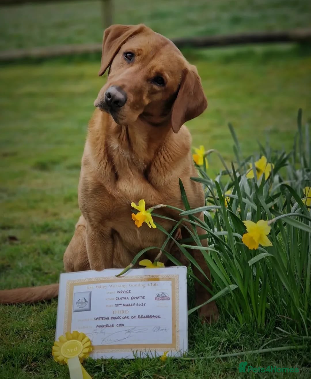 Labrador Retriever dogs for sale: Extensively Health tested Red fox Labradors 🧡 - Image 9