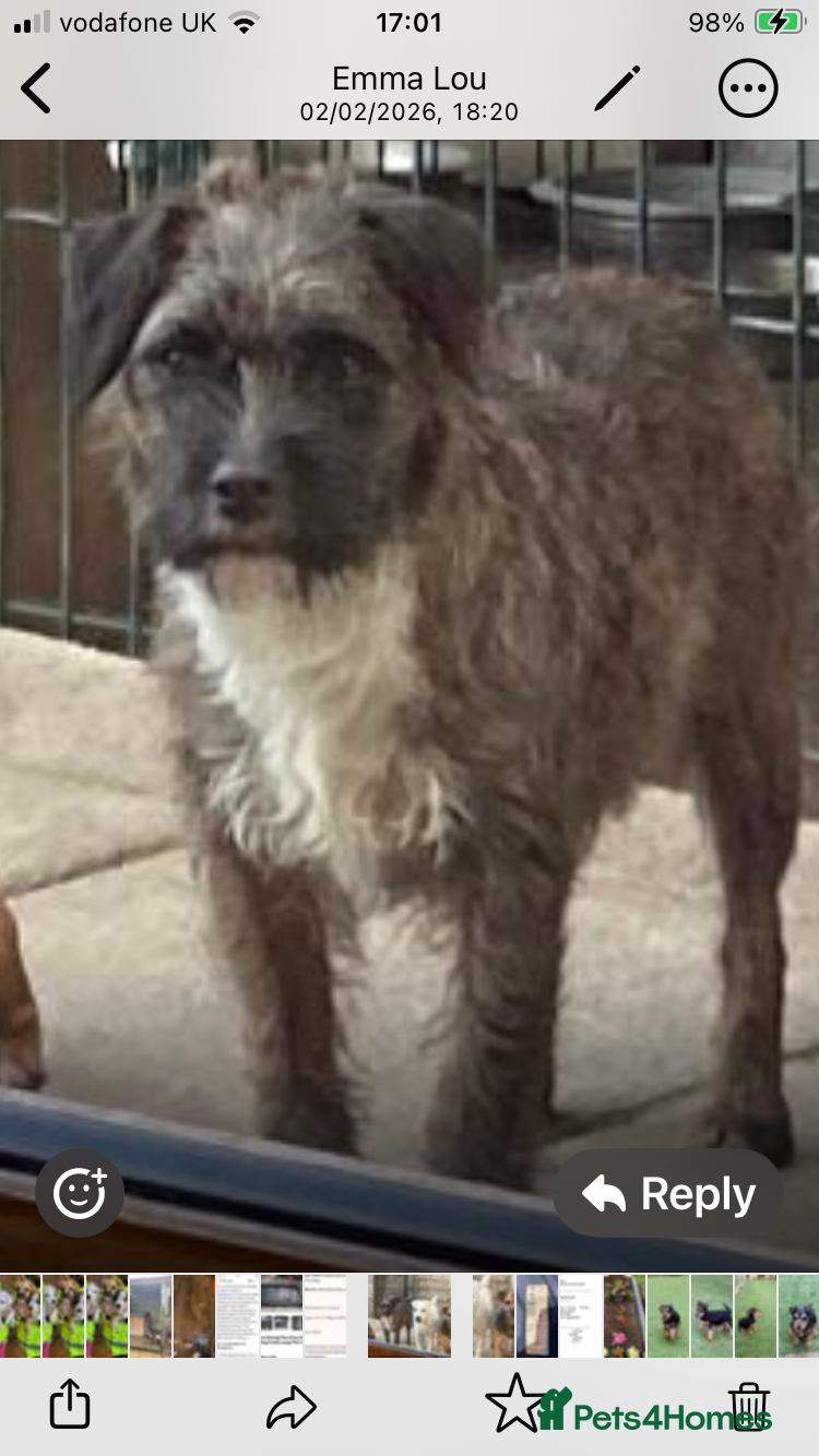 Jack Russell dogs 3 lovely Jack Russell puppies  - Advert 1