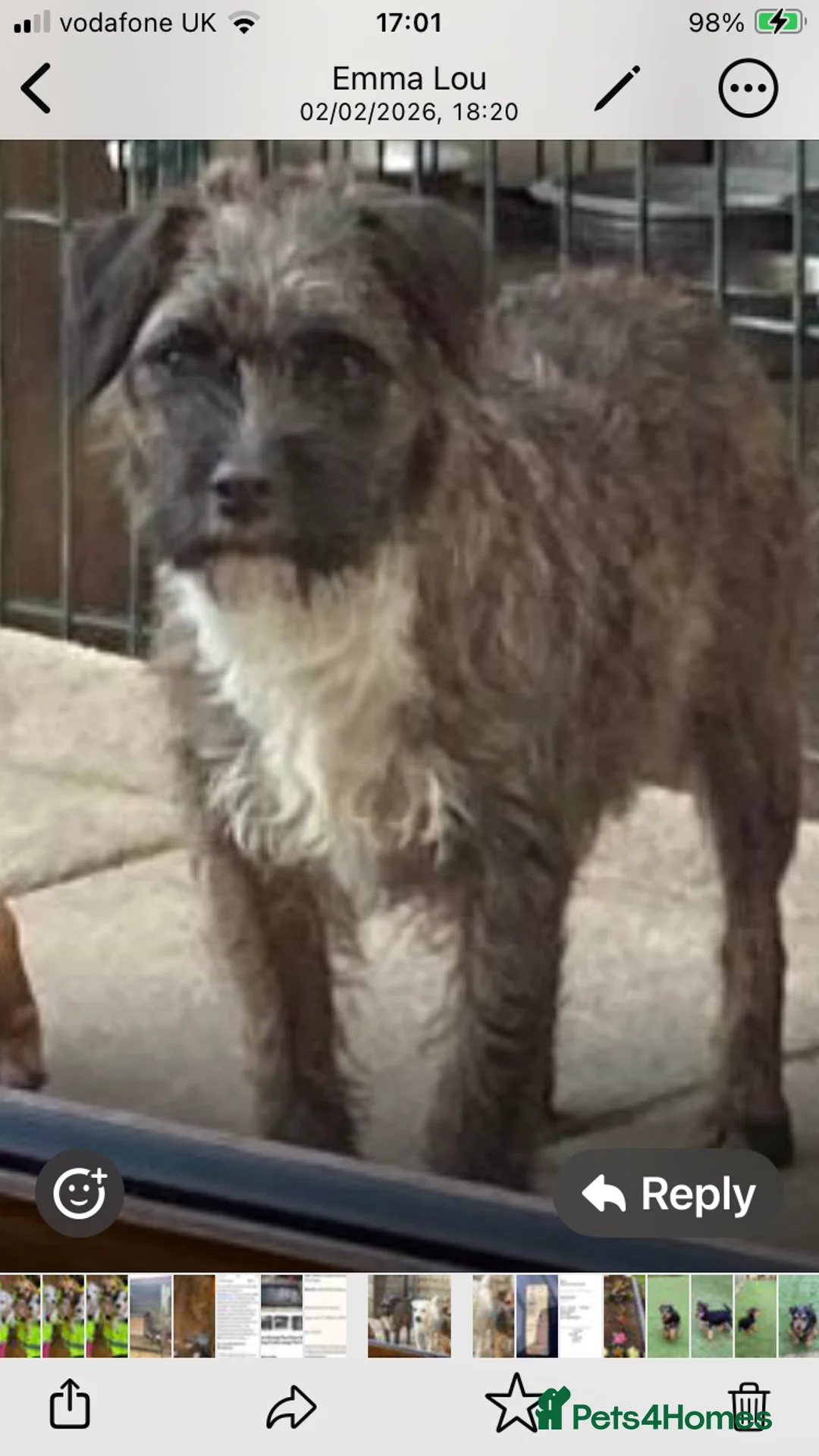 Jack Russell dogs for sale: 3 lovely Jack Russell puppies  - Advert 1