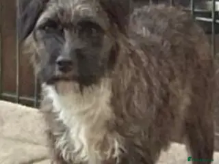 Jack Russell dogs 3 lovely Jack Russell puppies - Advert 4