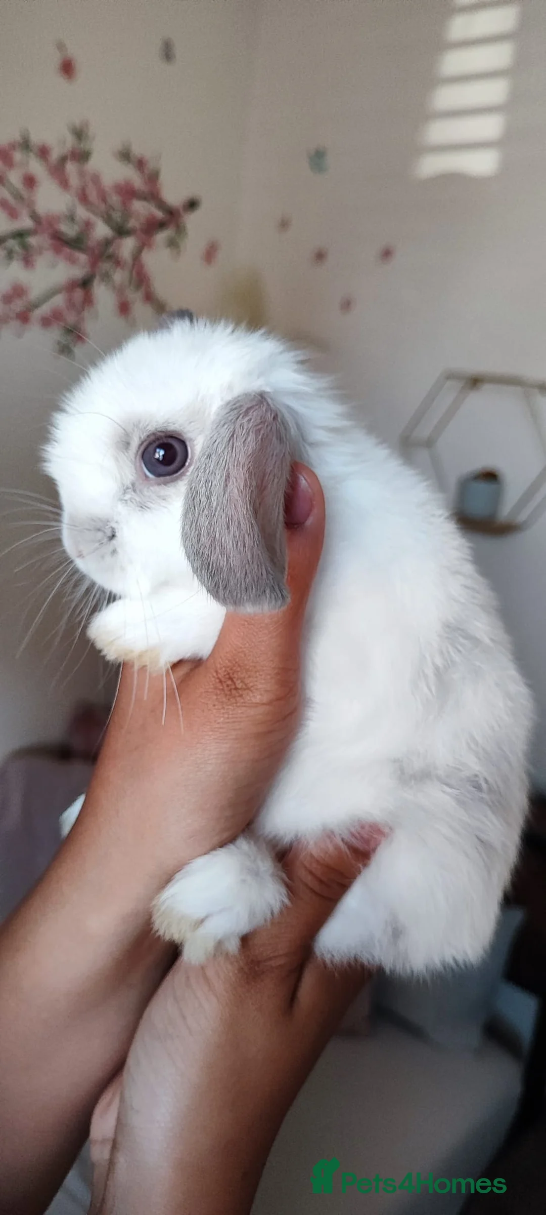 Mini Lop rabbits for sale: Mini lop  - Advert 19