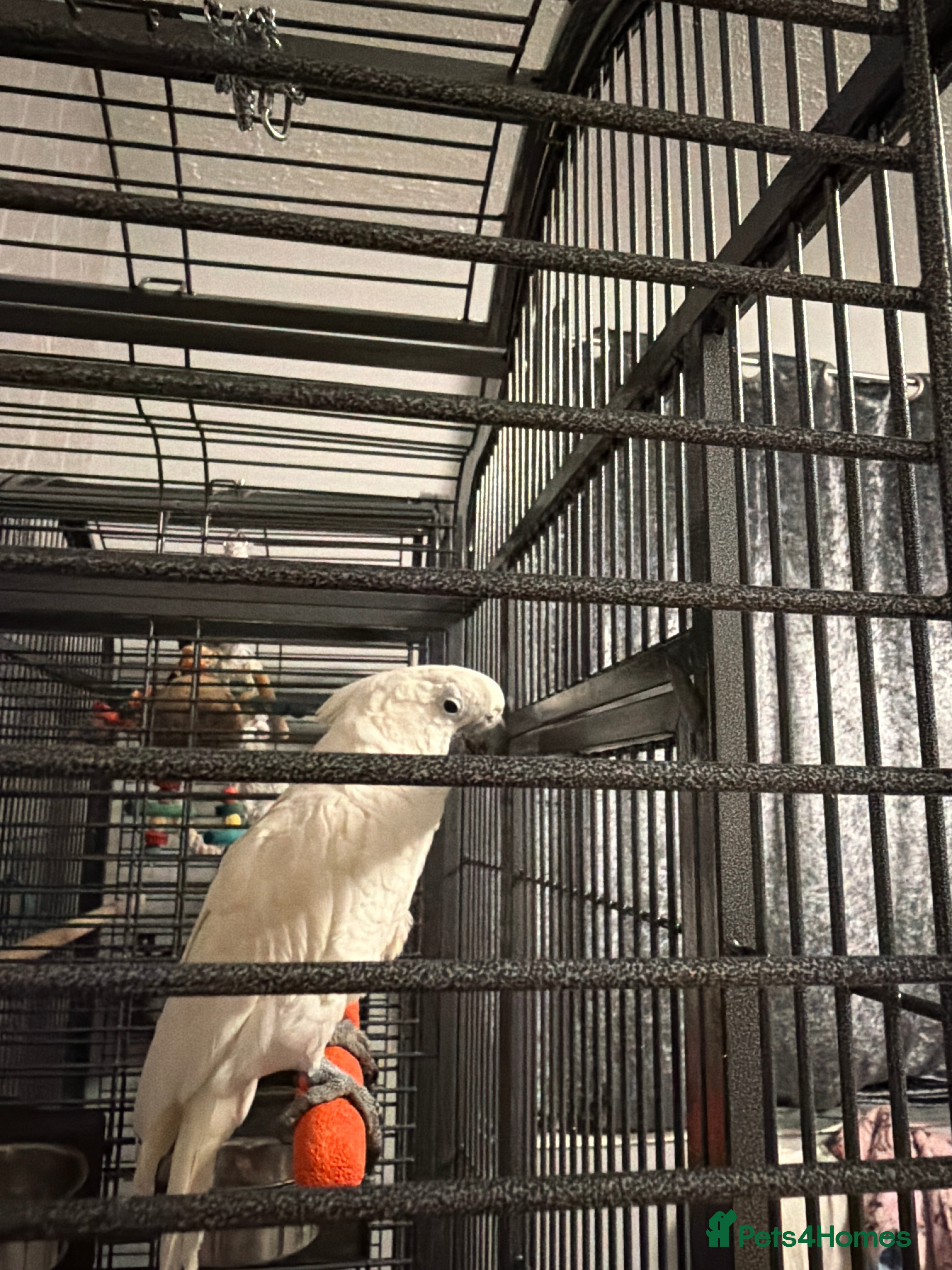 Cockatoo birds Male cockatoo - Advert 1