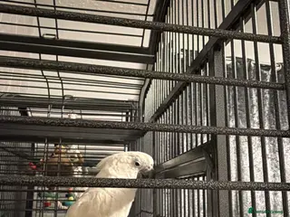 Cockatoo birds Male cockatoo - Advert 1