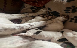 English Springer Spaniel dogs for sale: Springer spaniel puppies - Image 9