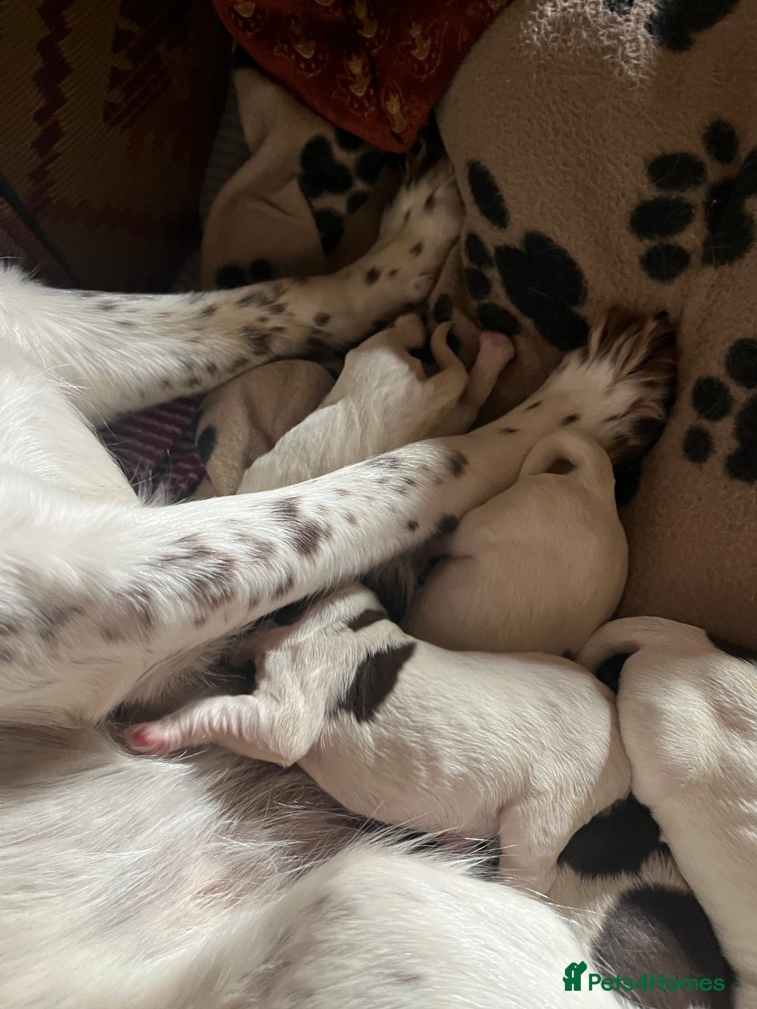 English Springer Spaniel dogs for sale: Springer spaniel puppies - Image 9