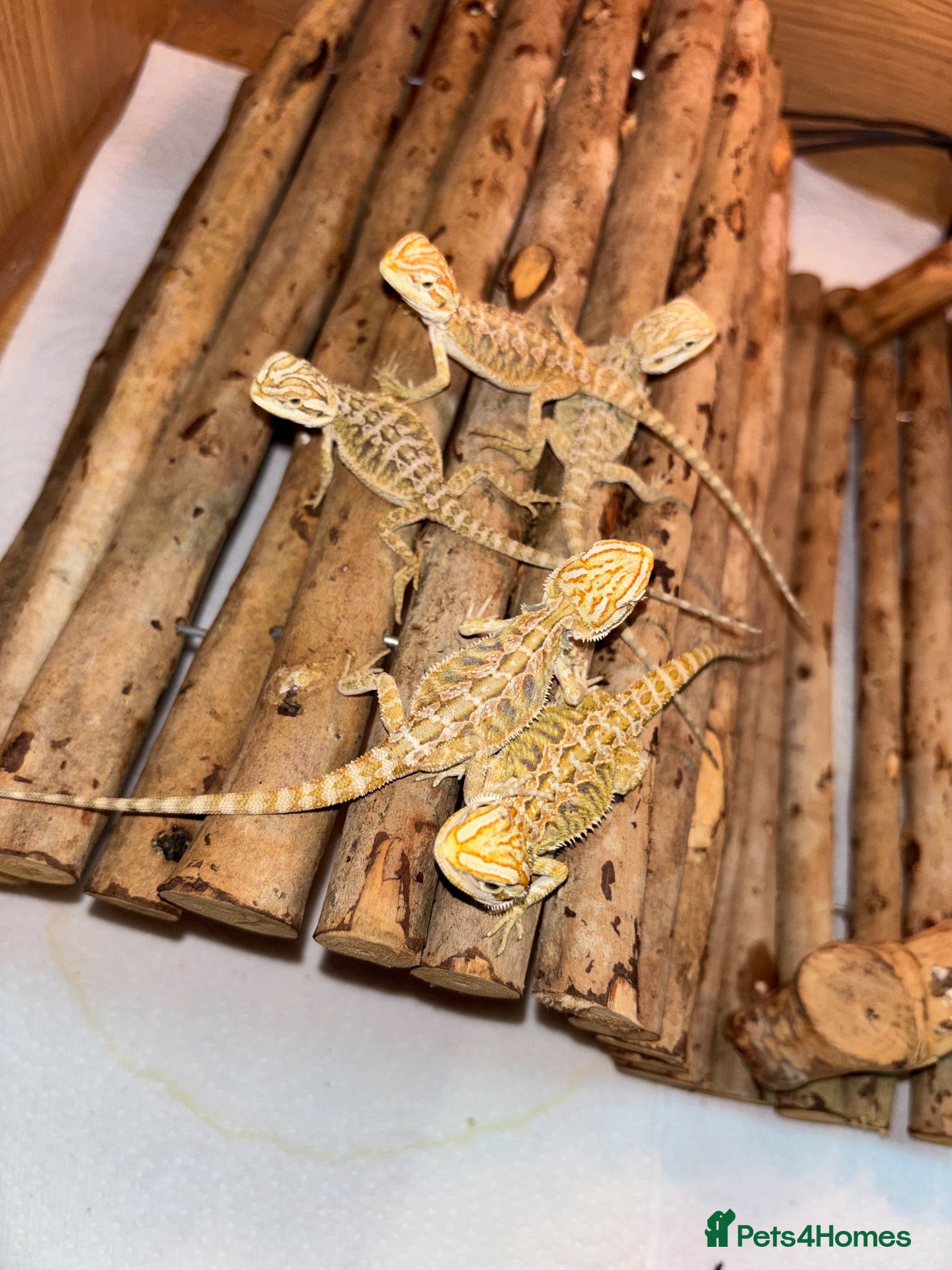 Bearded Dragon reptiles 5 Baby Bearded Dragons. Visual Dunners & Hypos - Advert 1