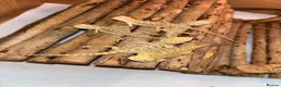 Bearded Dragon reptiles for sale: 4 Baby Bearded Dragons left Visual Dunners & Hypos - Advert 1