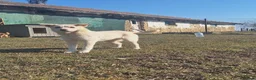 Mixed Breed dogs for adoption: Latte for adoption in Leigh-on-Sea - Advert 6