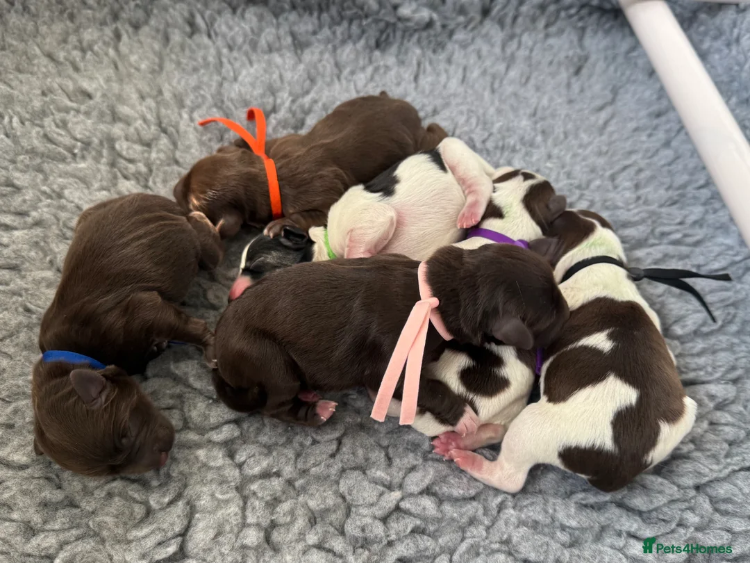 Miniature Schnauzer dogs for sale: KC reg Minuature Schnauzer - Advert 2