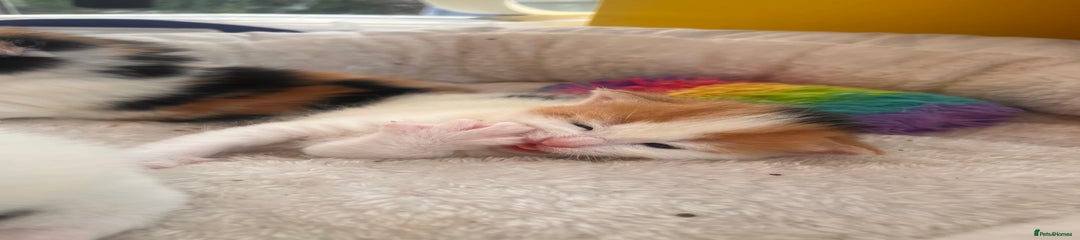 Mixed Breed Kitten 1