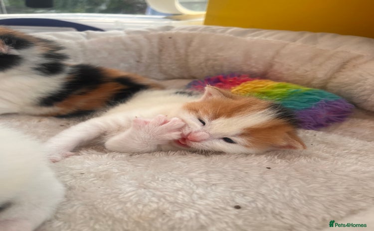 Mixed Breed cats - Advert 15