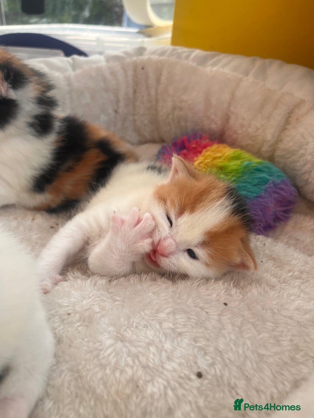 Mixed Breed cats for sale: long haired calico kittens  - Image 1