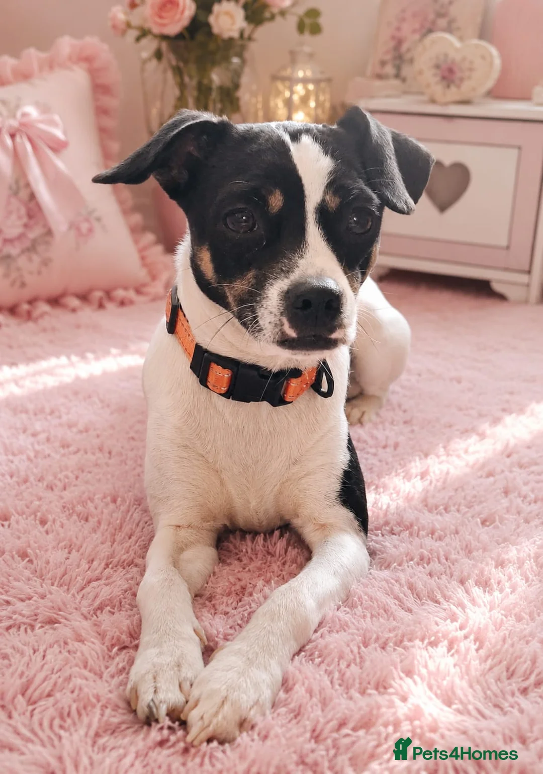 Mixed Breed dogs for sale: Gorgeous little girl in need of a forever home - Advert 1