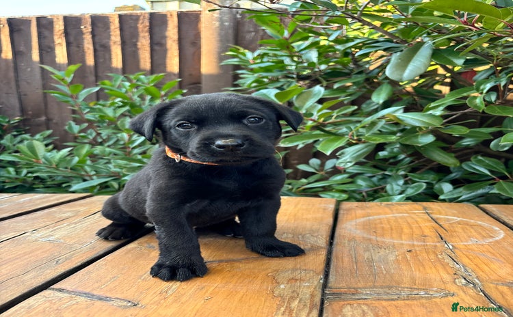 Labrador Retriever dogs - Advert 2
