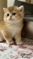 British Shorthair cats British Golden kittens from World Champions line - Advert 7