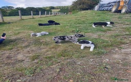 Border Collie dogs for sale: Beautiful border collie puppies  - Image 19