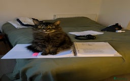 Norwegian Forest Cat cats for sale: Chico <3 - Image 5