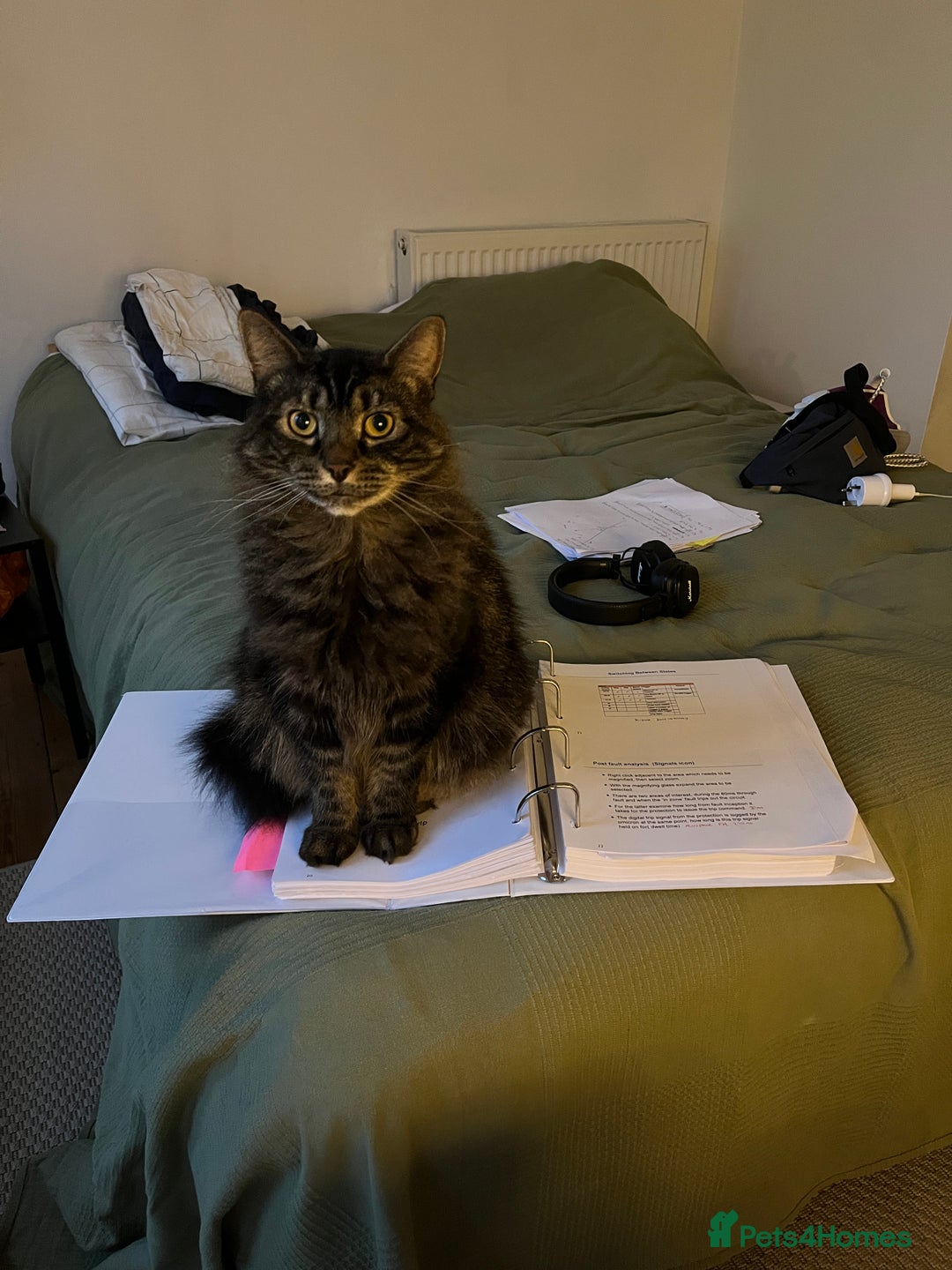 Norwegian Forest Cat cats for sale: Chico <3 - Image 5