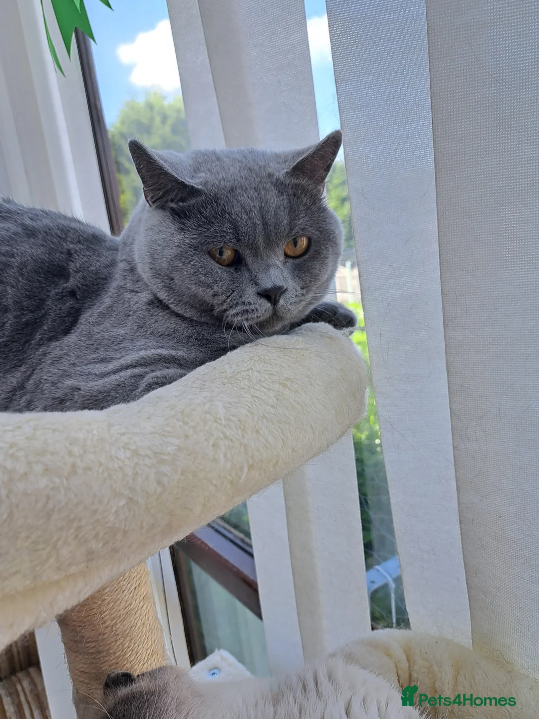 British Shorthair cats for stud: GCCF Registered Active, Blue Cat For Stud. in Sheffield - Advert 14