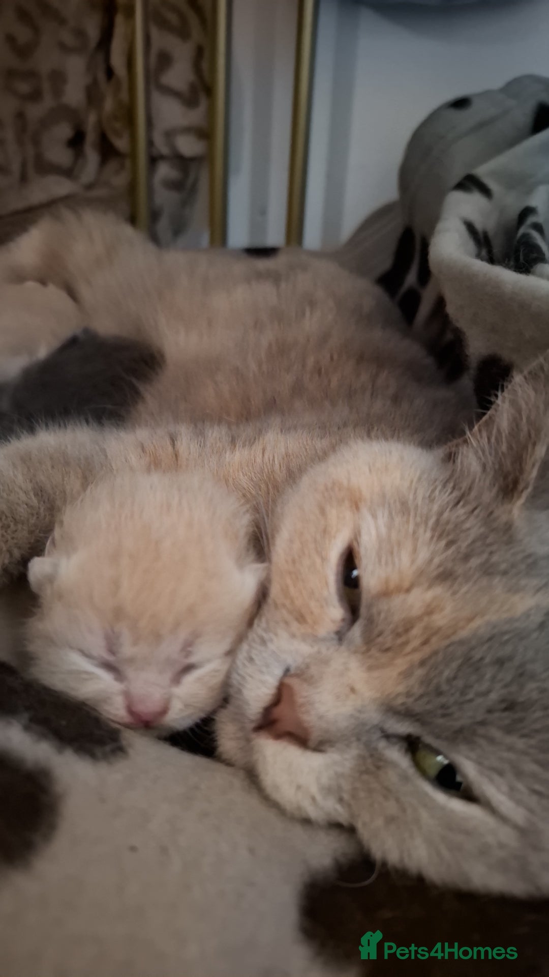 British Shorthair cats for sale: Lovely purebred male British Shothair  - Advert 6