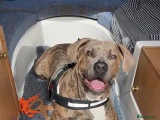 Mixed Breed dogs Need to rehome our beautiful boy - Advert 15