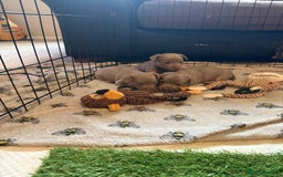 Jack Russell dogs for sale: Wenlock JRT Lilac Bitch (Last one left)  - Image 3