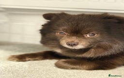 Pomeranian dogs for stud: Bear - Available for STUD - Image 2