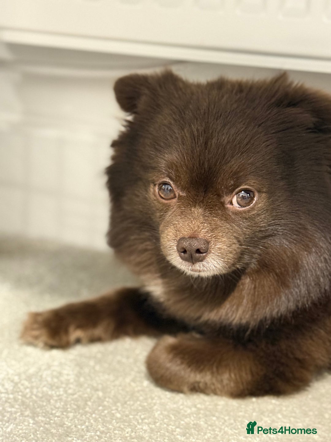 Pomeranian dogs for stud: Bear - Available for STUD - Image 2