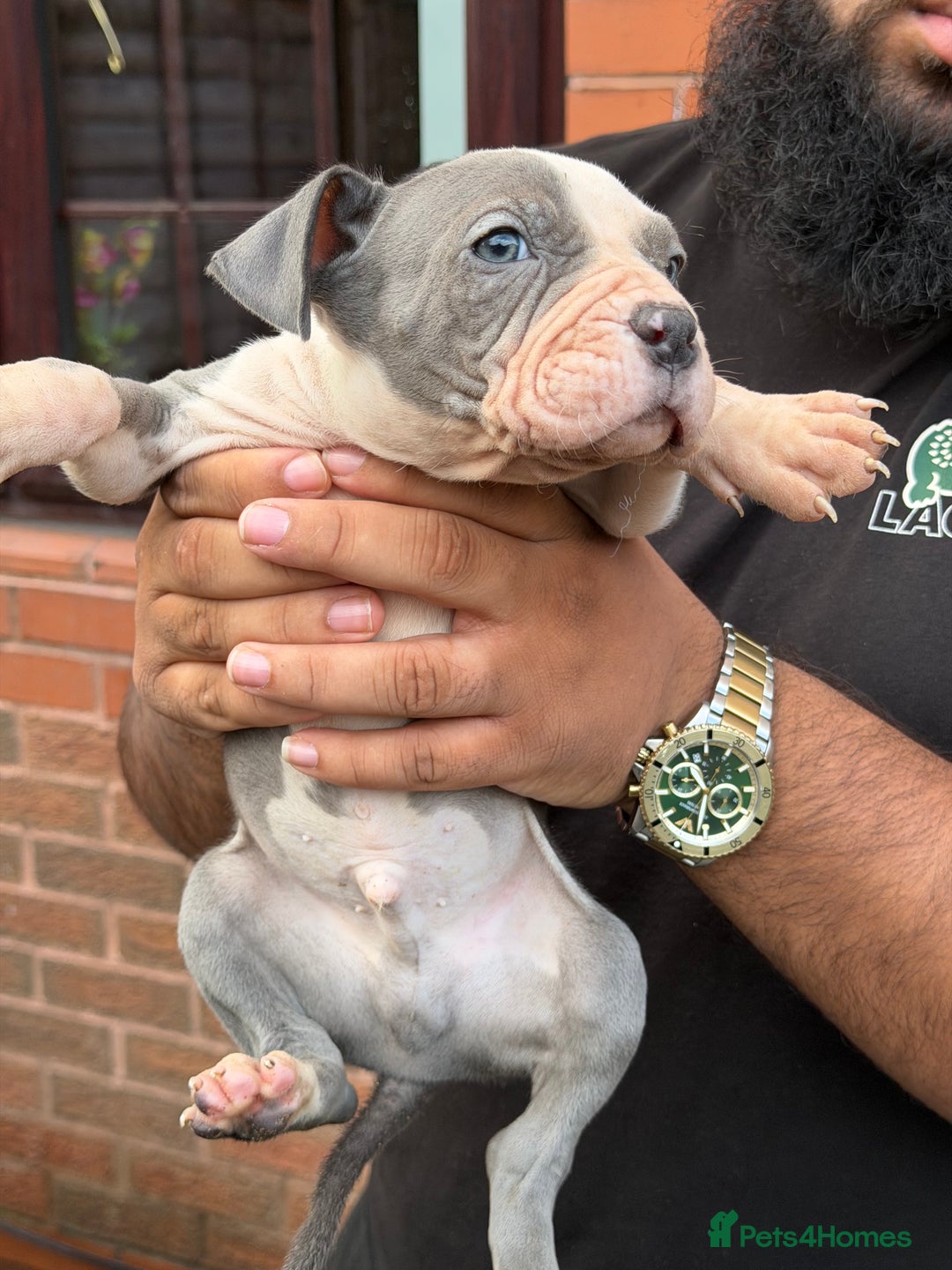 Mixed Breed dogs for sale: Old English cross, cane corsa  - Image 17