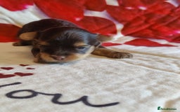 Yorkshire Terrier dogs for sale: Outstanding RARE Yorkshire terrier Chocolate - Image 9