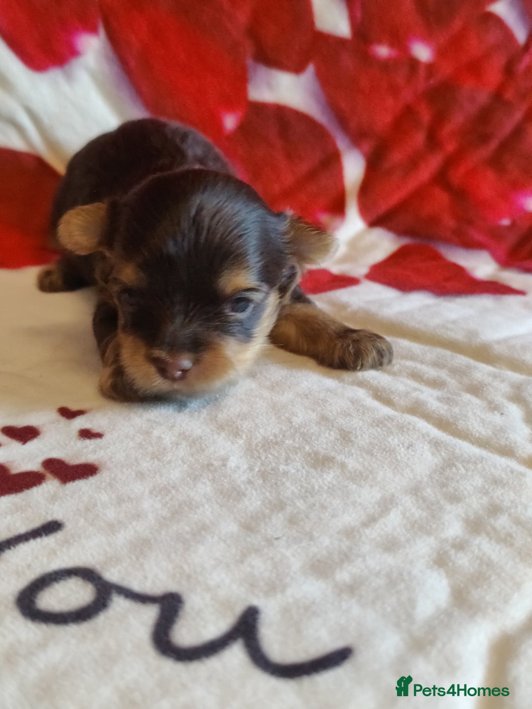 Yorkshire Terrier dogs for sale: Outstanding RARE Yorkshire terrier Chocolate - Image 9