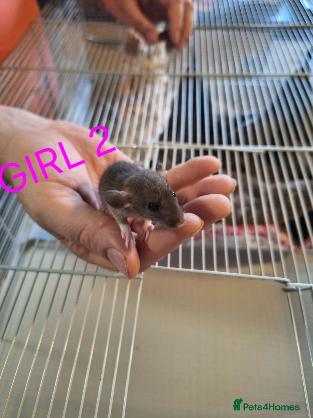 Rat rodents for sale: Baby male and female dumbos and rex rats  - Advert 2