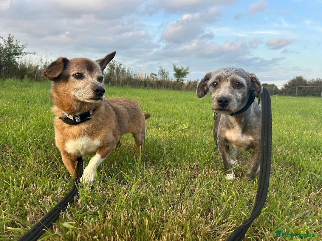 Mixed Breed dogs for adoption: Clint - Norwich Norfolk  - Image 8