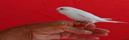 Budgerigars birds for sale: Super silly hand tamed baby budgies  - Advert 4