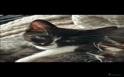 Ragdoll cats for sale: RAGDOLL MIX KITTENS  - Image 5