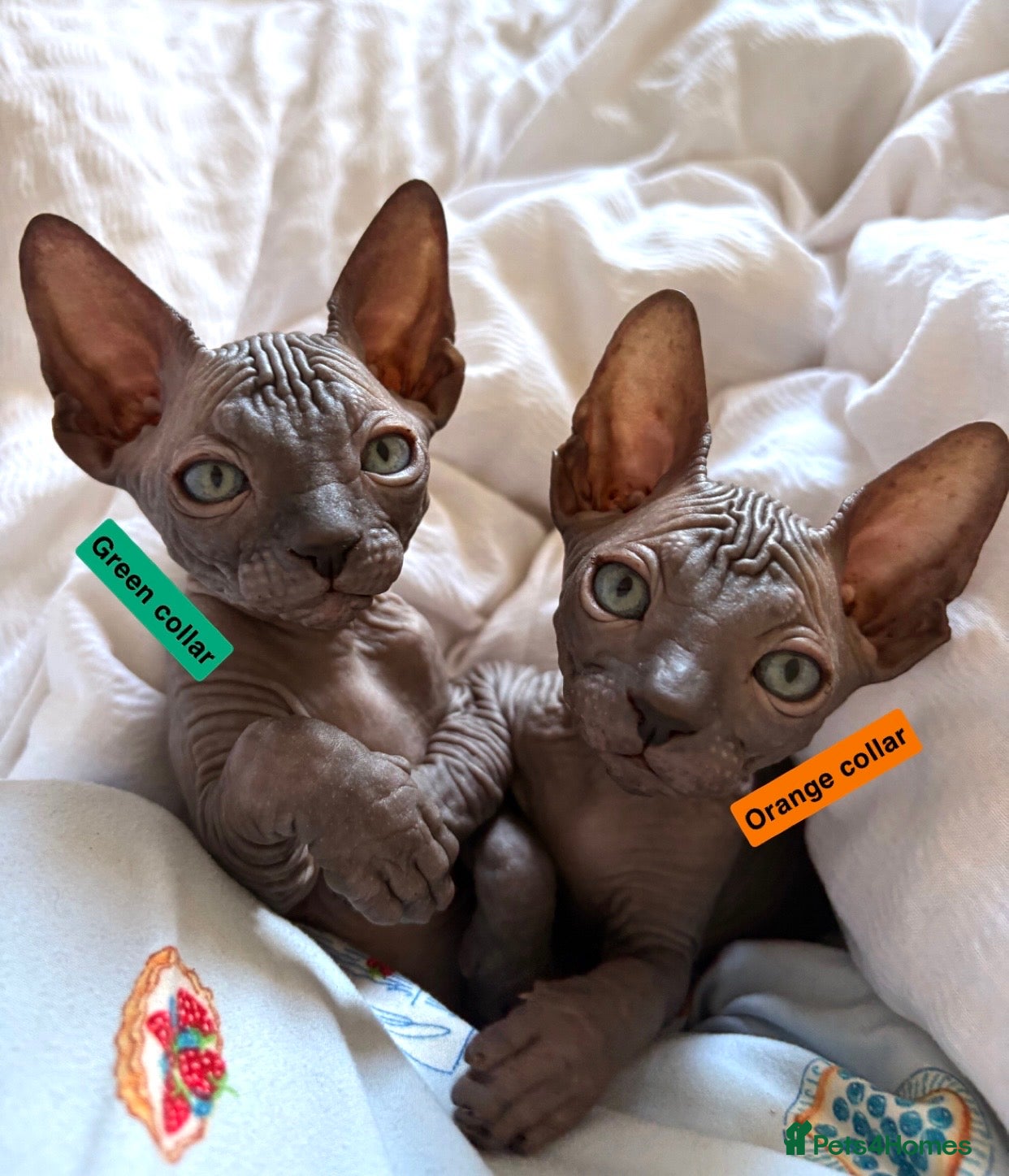Sphynx cats only 2 left BLUE Sphynx boys  6th may - Advert 1