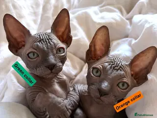 Sphynx cats only 2 left BLUE Sphynx boys 6th may - Advert 1