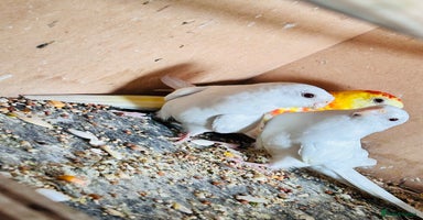 Parakeets birds - Advert 13
