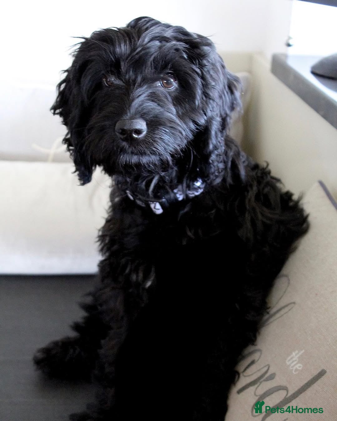 Cockapoo dogs for sale: Beautiful 7Month-Old Cockapoo Mia - Advert 2