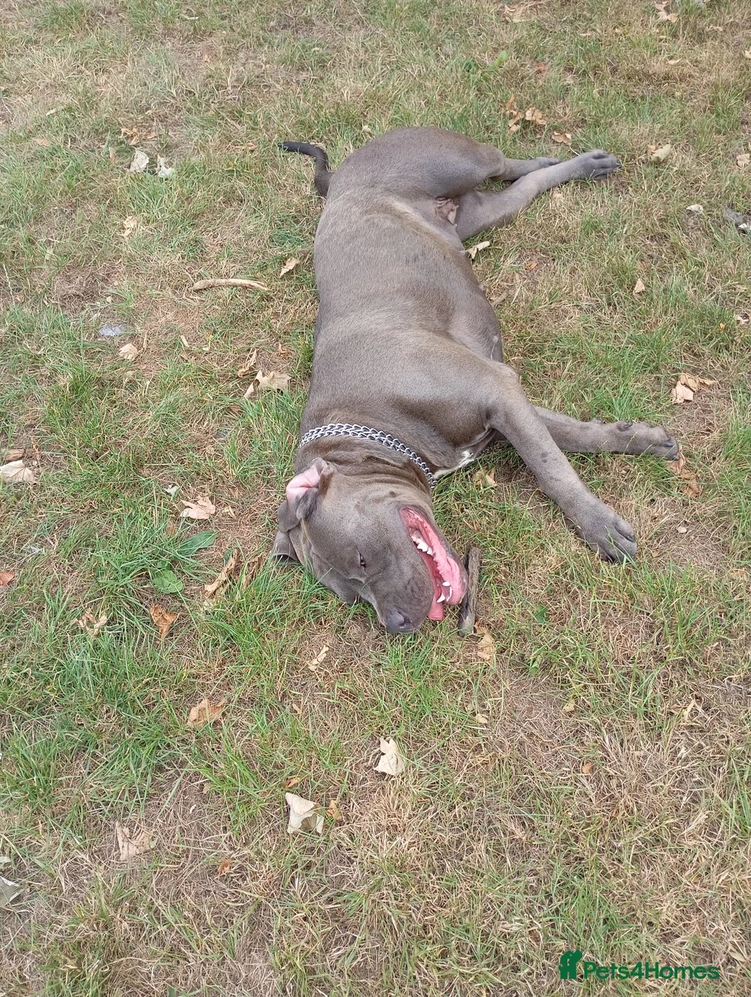 Bandog dogs for sale: Amber is looking for a loving home sweet home♥️ in Leeds - Advert 4