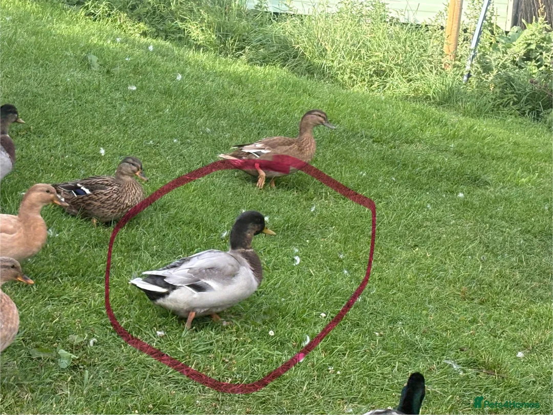 Ducks poultry for sale: Ducks seeking new pond  in Cockburnspath - Advert 2