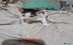 Mixed Breed cats for sale: Georgous playfull kittens  - Image 4