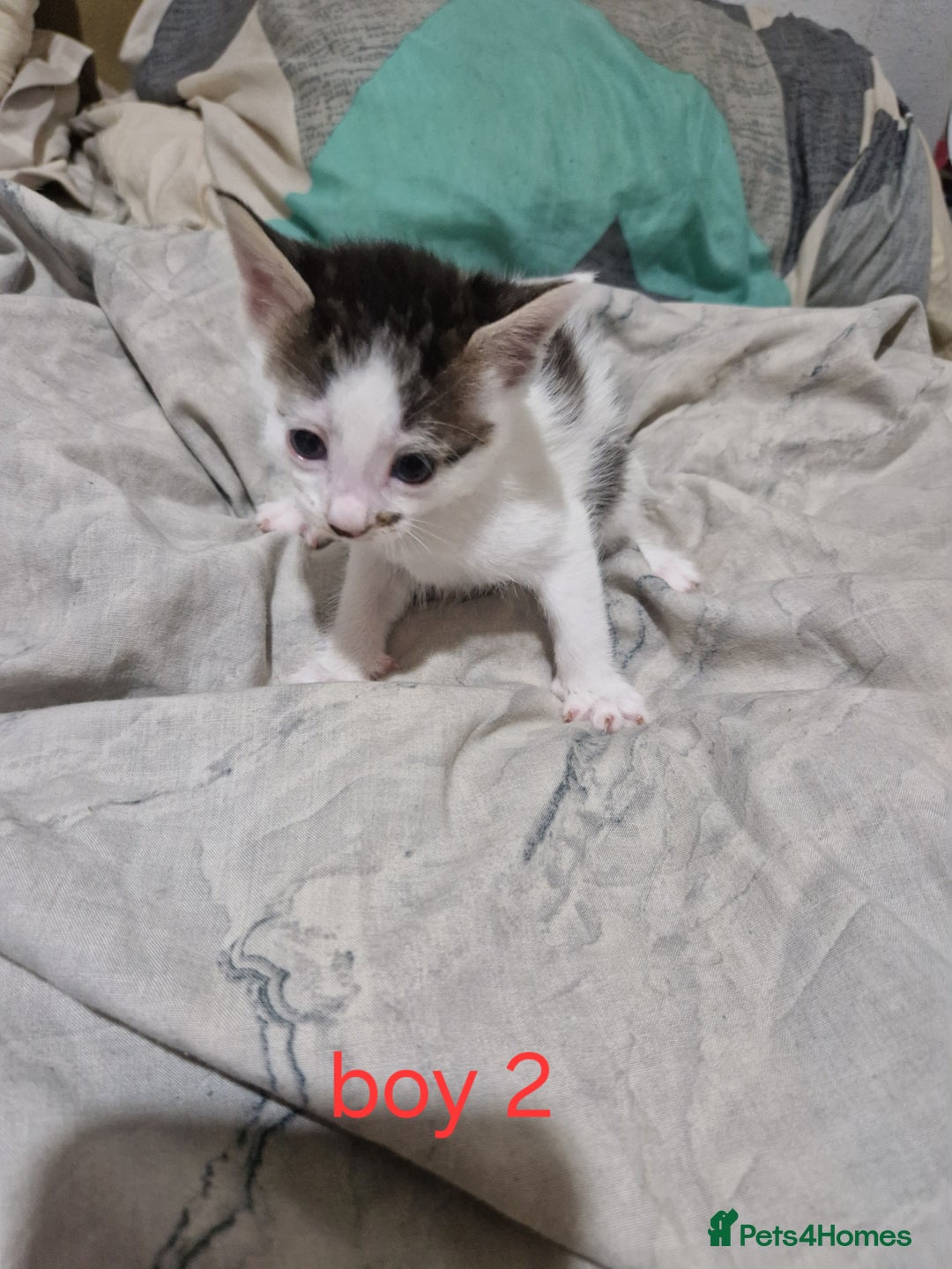 Mixed Breed cats for sale: Georgous playfull kittens  - Image 4