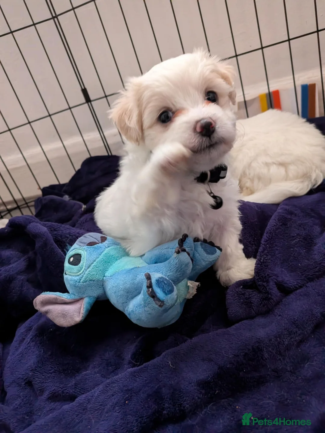 Gallery Image {{count}}